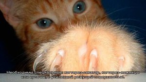 Как подстричь когти кошке: варианты в домашних условиях