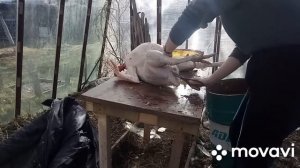 Ощип индюка