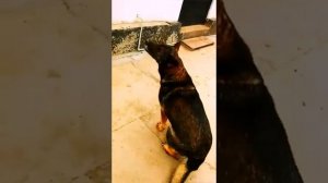 Дрессировка немецкого овчарки!