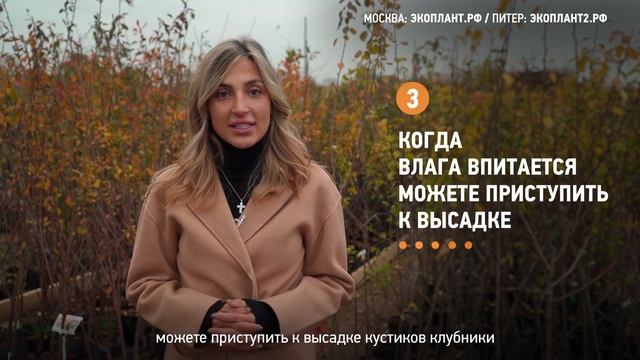 Как сажать клубнику осенью? Как правильно сажать клубнику в осенний сезон? смотреть онлайн