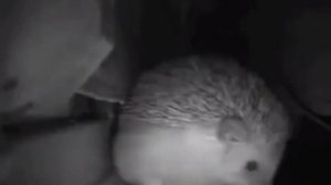 не корона бро? RYTP чихающий ёжик