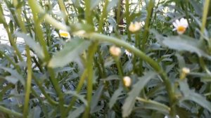 #Нивяник или поповник. Выращивание в открытом грунте.