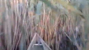 болотоход самодельный 6.5 л/с в камыше