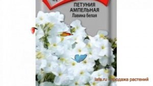 Петуния ампельная Лавина белая (lavina belaya) ? обзор: как сажать, семена петунии Лавина белая