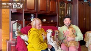 Секреты породы. Уиппет // #приВЕТАХМЕД