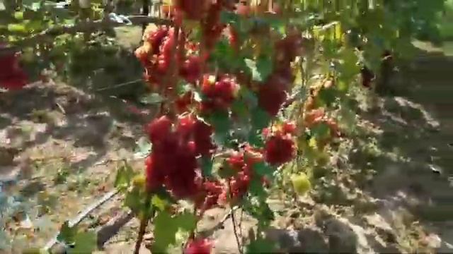 Сорта винограда Фламинго, Сакура, Алекс 30 августа 2021г. Виноградник Щереденкова В. А. смотреть онлайн