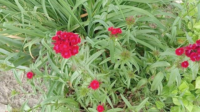 18 ИЮНЯ. Воскресный обзор САДА+ новые САДОВЫЕ ПОДЕЛКИ...))) смотреть онлайн