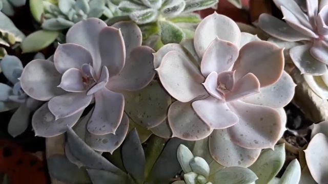 OUTUBRO ROSA 2020 E ECHEVERIA PERLE VON NURNBERG COMO CUIDAR смотреть онлайн