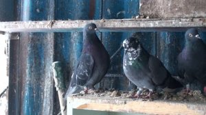 Обзор и цена на голубя *Сергей Иванович*