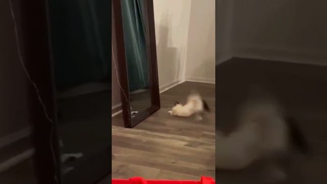 kitten dancing tango котёнок танцуют танго