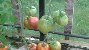 Томат Батяня