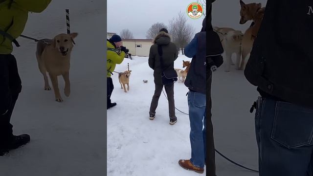 28.01.23 Выезд Мототерапии в Орехово-зуевский район к собакам