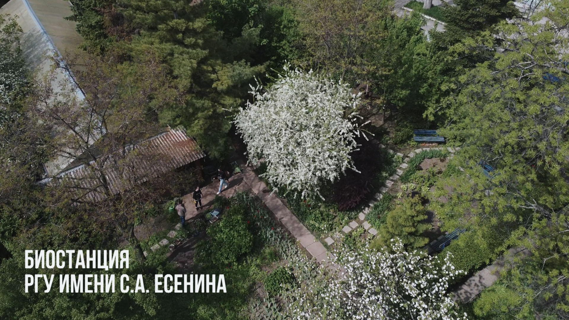 Вейгела