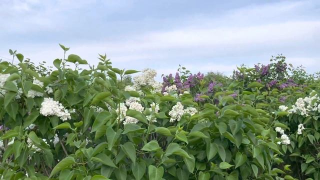 Цветёт сирень, сорт Маленький принц. Видео сделано в питомнике Ярус.
