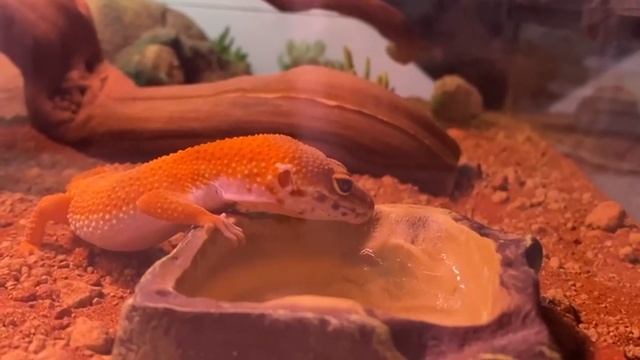 Геккон эублефар пьёт воду! Редкость. Милота. Смешно. смотреть онлайн