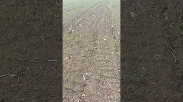 Всходы ярового ячменя на экспериментальном участке 2022. смотреть онлайн