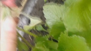 Редис в открытом грунте. Немного советов по выращиванию, уходу и подкормке.