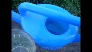 Морковь Будет Сладкая?Для Выращивания сладкой Моркови нужна Подкормка Борная Кислота, Марганцовка