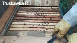 #Пчёлы  Сколько рамок оставить  при сокращении  Перед складыванием гнёзд пчёл в зиму  #TruskawkaR