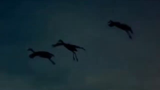 Евгений Белый - Птица Белая