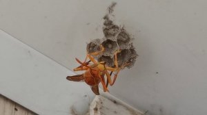 Оса - палач. Яд невероятной мощи.