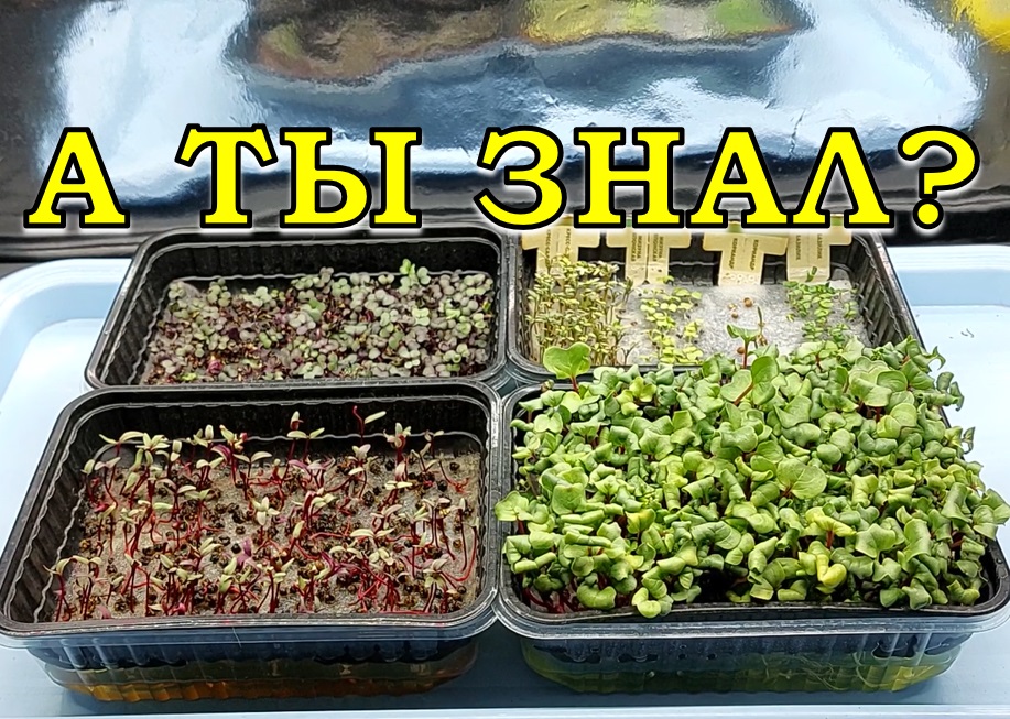 Витаминная "бомба" ДЛЯ ЗДОРОВЬЯ???! Выращиваем МИКРОЗЕЛЕНЬ на окне???