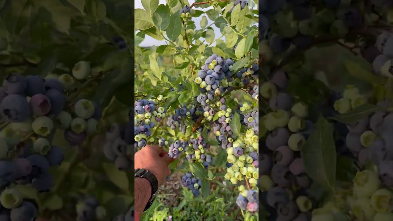 Если какой-то сорт еще так может расскажите мне о нём. #голубиканортленд #agriculture смотреть онлайн