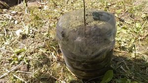 Посадка Азимины