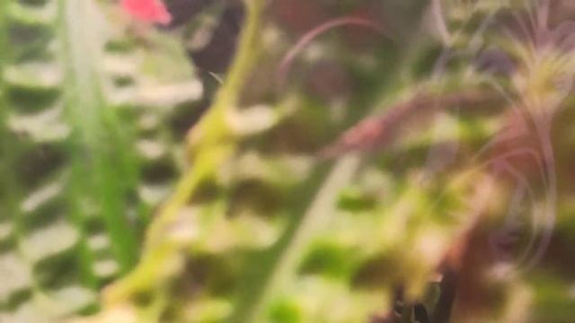 Аквариумные креветки. содержание, разведение, уход, условия, креветки с рыбками в одном аквариуме.