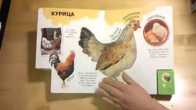 Про корову хозяюшку