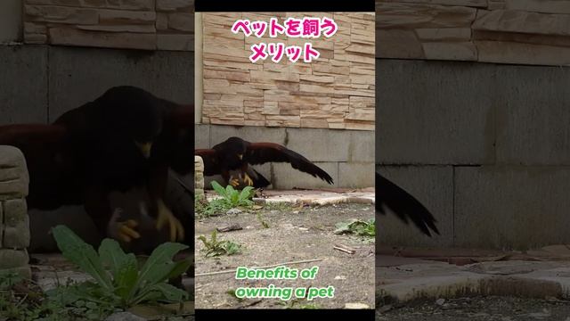 ペットを飼う大きなメリット,