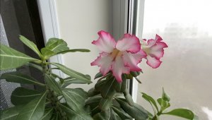 Адениум, белый бутон! Сюрпризы адениумов. Слоновая нога, она же нолина, она же бокарнея. 29.03.23 г.