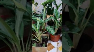 23 сорта Аглаонем. Моя маленькая коллекция.