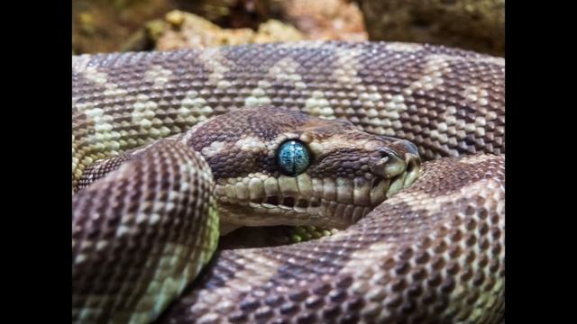 Digital Camera Throwback - SX50HS (teaser) смотреть онлайн