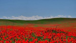 ШӘМШІ ҚАЛДАЯҚОВ ӘНДЕРІ /КҮЙЛЕР ЖИНАҒЫ/ ДОМБЫРАНЫҢ КҮШІ/ДОМБЫРА