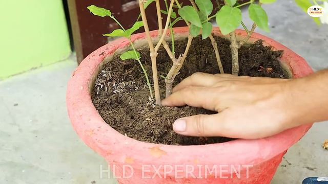 मोगरा के पौधे में ये डाल दो गमले में भर-भर के आयेंगे फूल/mogra plant care/jasmine plant fertilizer смотреть онлайн