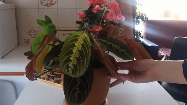 Полезные свойства Бегонии и Mаранты.? Зебрина или традесканция? Вот в чем вопрос..⤵ смотреть онлайн