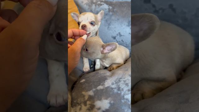 Питомник чихуахуа а Москве https://the-puppies.ru/chihuahua #купитьчихуахуа