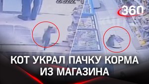 Наглый кот украл пачку корма из магазина и попал на камеры видеонаблюдения