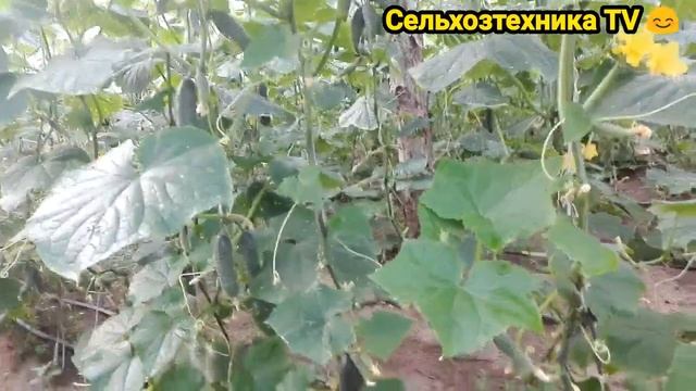 Полный Цикл Выращивание Огурцов в Теплицы .Как добиться урожайности 500 кг с Одной Сотки В День ? смотреть онлайн