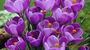Крокус крупноцветковый Ремембранс (remembrance) ? обзор: как сажать, луковицы крокусы Ремембранс