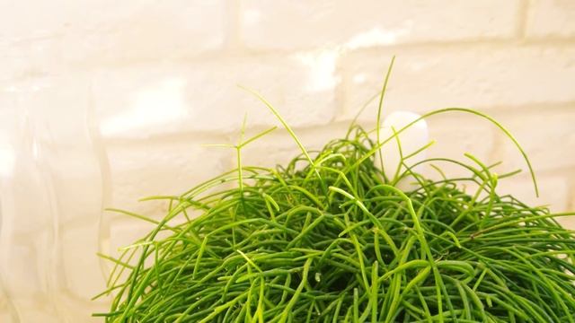 Xiaomi Mi Flower Monitor - датчик для растений смотреть онлайн