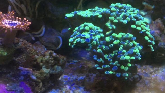 Море 2.0 Диатомовые водоросли