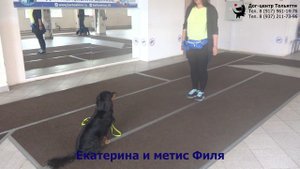 Занятие по дрессировке (группа начального послушания): обучение собак выдержке. Тольятти, 15.06.2019