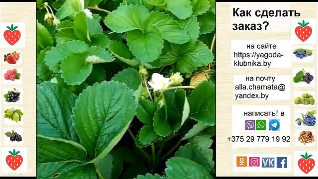 Клубника НСД Ксанте - сладкая новинка 2021 года.