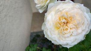 Rose - Bolero