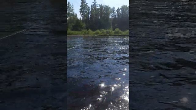 Хариус Малая Бирюса на санки июль 2021 смотреть онлайн