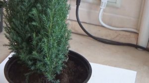 ПЕРЕСАДКА КИПАРИСА "ЭЛВУДИ D9"