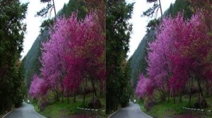LG_3D_HD.Club.tw-WulingFarmInSpring(2013)(3D-halfSBS)
