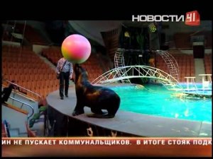 Тонные воды вылились на арену цирка